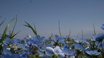 sky with grass