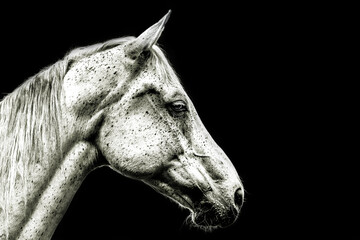 portrait of a white arabian horse in black and white on a black background
