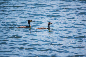 Two Great Crested Grebes swim in the lake