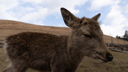 donkey with sky