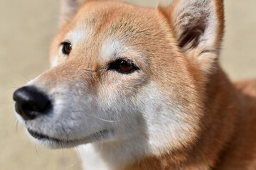 柴犬・横顔・アップ