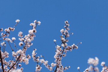 満開の桜とヒヨドリ（世田谷区代沢の北沢川緑道）