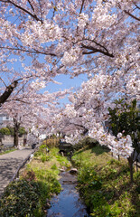 世田谷区代田の北沢川緑道