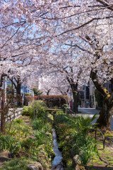 Fototapeta premium 世田谷区代田の北沢川緑道