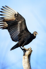 Black Vulture Perched In Tree-6774