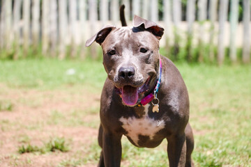 Pit bull dog playing in the park. Green grass, dirt floor and wooden stakes all around. Selective...