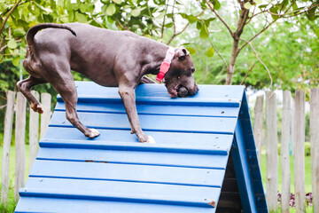 Pit bull dog that climbs the ramp while practicing agility and playing in the dog park. Space for dogs with ramp-type toys and tires for him to exercise.