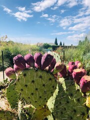 cactus in the garden, Palace and Botanical Garden of Balchik 