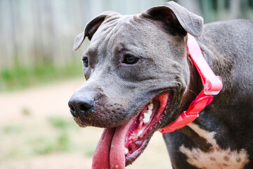 Pit bull dog playing in the park. Green grass, dirt floor and wooden stakes all around. Selective...