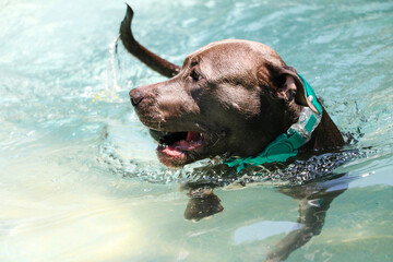 Pit bull dog swimming in pool on sunny day.