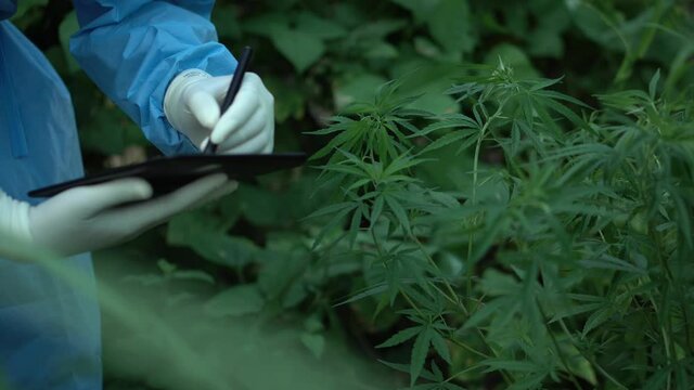 Close up of scientist with mask gloves checking  marijuana plant
 in a greenhouse. Concept of herbal alternative medicine, cbd oil, pharmaceptical industry.