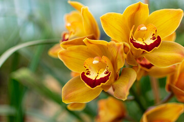 Beautiful yellow cymbidium flower orchid close up isolated on white background.