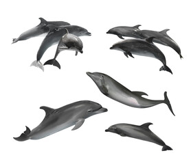 Beautiful grey bottlenose dolphins on white background, collage