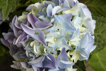 Beautiful hortensia plant with light blue flowers, closeup