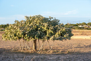 View of the largest fig tree in Europe on the island of Formentera in Spain.