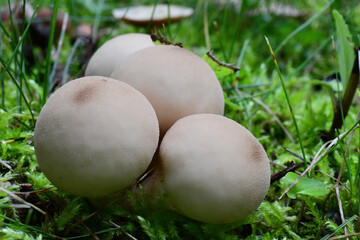 A group of gem-studded puffball mushrooms (Lycoperdon perlatum), also known as the common puffball, warted puffball, wolf farts or the devil's snuff-box grow in an Alaska yard after a rainy summer.