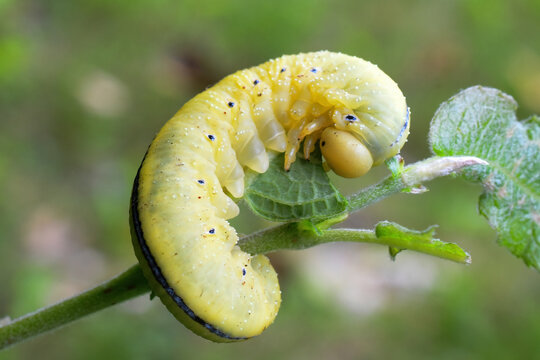 An elm sawfly larva (Cimbex americana) dines on cottonwood leaves in an Alaska yard.