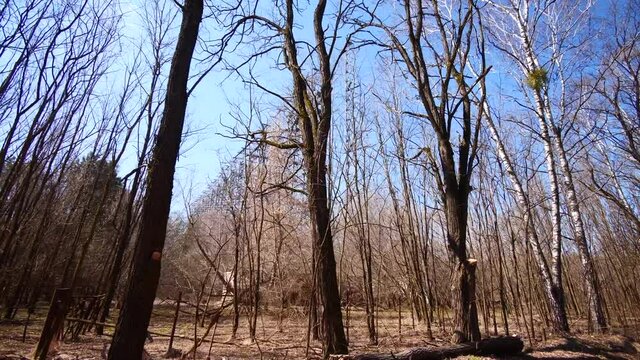 Radar Duga from the distance behind leafless winter tree, eerie Chernobyl