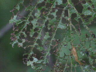 Green leaf eaten by insects to lace
