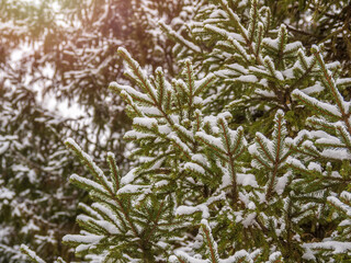 Green fir branches in winter covered with snow