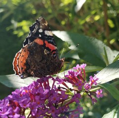 butterfly on a flower