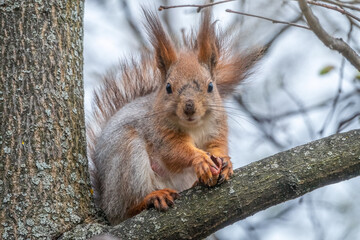 The squirrel with nut sits on a branches in the spring or summer.