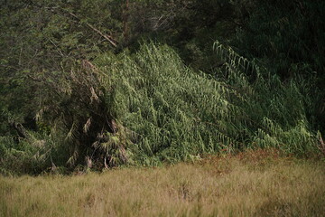 grass in the woods