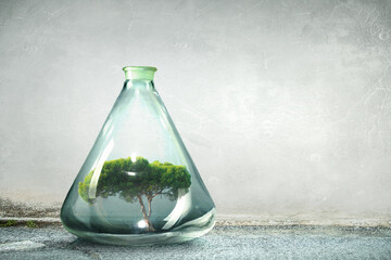 Tree growing inside clear glass bottle