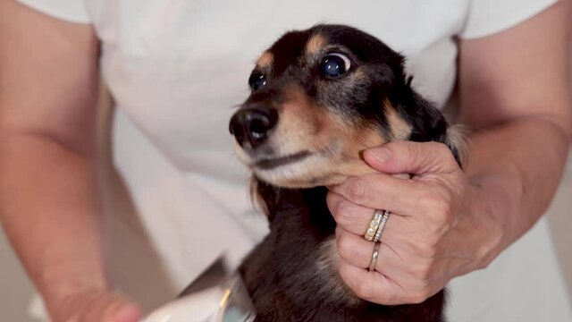 飼主にブラッシングをしてもらう愛犬のダックスフンド