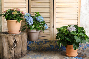 Beautiful blooming hortensia plants in pots outdoors
