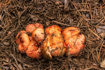 Group of saffron milk cap, Lactarius deliciosus, grows among fallen needles and pinecones in coniferous forest, mushroom picking season, top view, close up