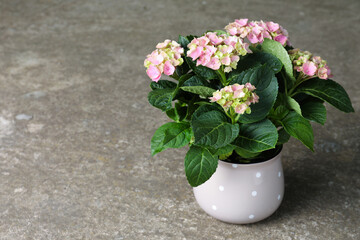 Beautiful blooming hortensia plant in pot on grey stone background. Space for text
