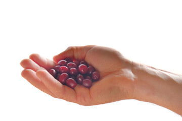  dogberry. cornel berries.Dogwood berries in hand isolated on white background.Dogwood harvest.