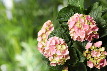 Hortensia plant with beautiful flowers outdoors, closeup. Space for text