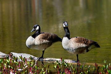 Two Canada geese standing on a birch log in a pond with plants in the foreground