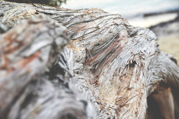 Tree trunk dry by the sea