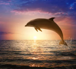 Foto auf Leinwand Beautiful bottlenose dolphin jumping out of sea at sunset © New Africa