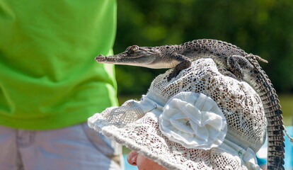 Small crocodile close-up on a white panama hat on a woman's head in Sri Lanka