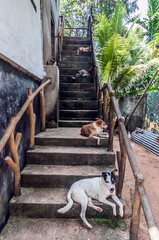 Dogs lying on a ladder near a house in Sri Lanka