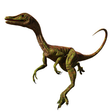 Compsognathus longipes, small dinosaur from the Late Jurassic period, isolated on white background