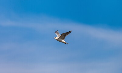 Bird river gull close-up on the background of the blue sky in summer
