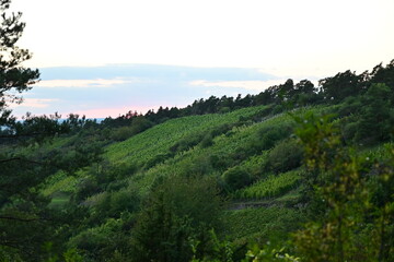 Weinberge bei Hammelburg im Sonnenaufgang