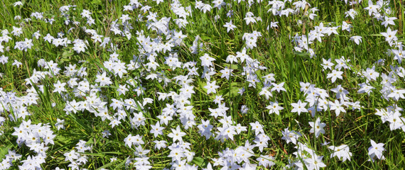 野原の花・ハナニラ
