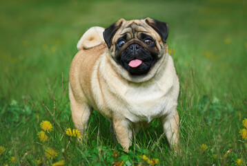 Pug breed dog of apricot color on a green lawn, portrait of a pug