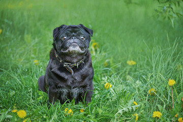 Black dog pug breed sits in the grass and dandelions