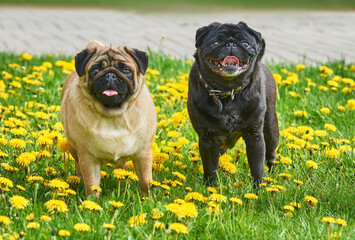 Portrait of two pugs black and apricot in green grass