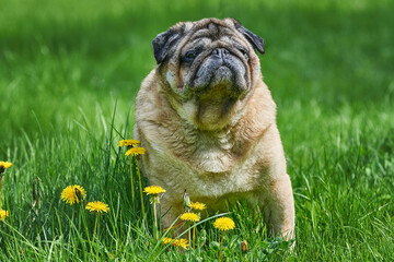 An adult old pug long-liver runs on the grass