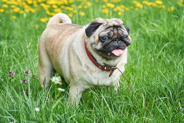 An adult old pug long-liver runs on the grass