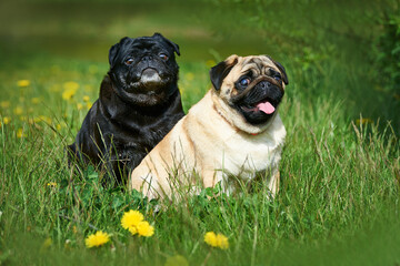 Portrait of two pugs black and apricot in green grass
