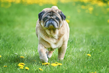 An adult old pug long-liver runs on the grass
